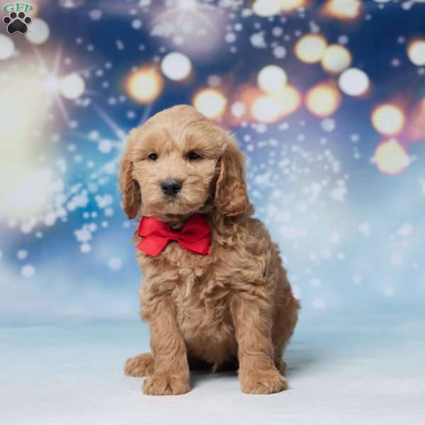 Legend, Mini Goldendoodle Puppy